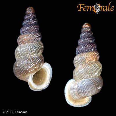 Image of Diplommatinidae