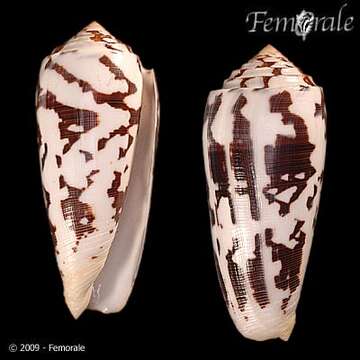 Image of cone snails