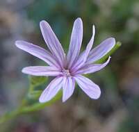 Image de Epilobium brachycarpum Presl