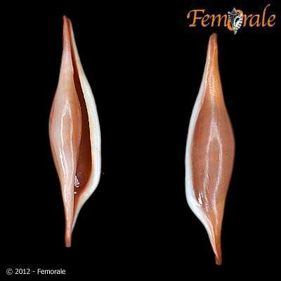 Image of Spindle Cowries