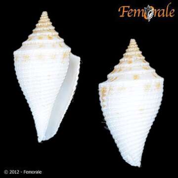 Image of Conasprella Thiele 1929