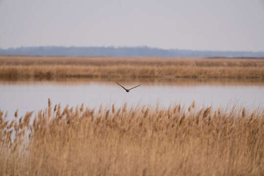 Image of Northern Harrier