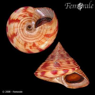 Image of Calliostoma axelolssoni Quinn 1992