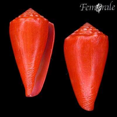 Image of Conus rosalindensis Petuch 1998