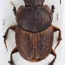 Image of Onthophagus (Gibbonthophagus) luridipennis Boheman 1858