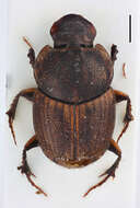 Image of Onthophagus (Gibbonthophagus) luridipennis Boheman 1858