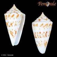 Image of cone snails