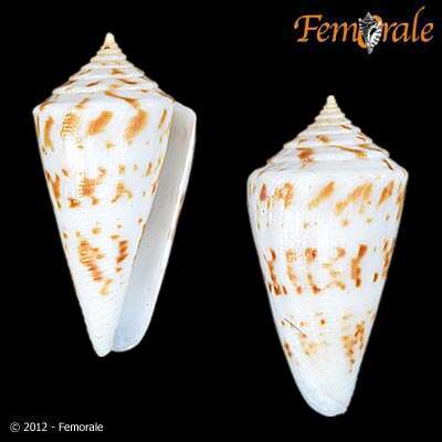 Image of cone snails