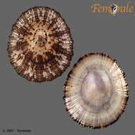 Nacellidae Thiele 1891 resmi