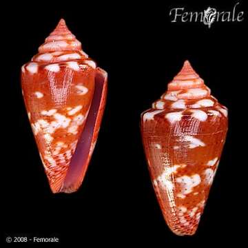 Image of Conus ziczac Megerle von Mühlfeld 1816