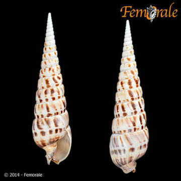 Image of Needle Whelks