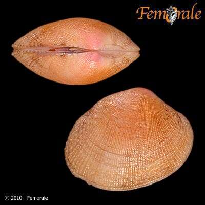 Image de <i>Ruditapes variegatus</i> (Sowerby 1852)