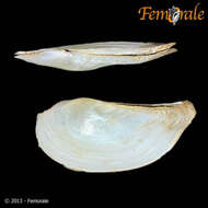 Image of Pandoroidea Rafinesque 1815