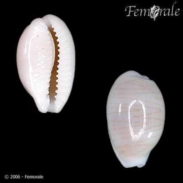 Image of Orthogastropoda