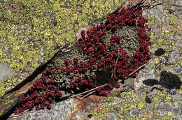 Image of Sedum brevifolium DC.