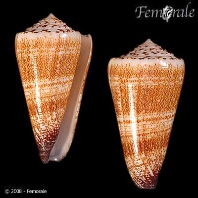 Image de Conus thalassiarchus G. B. Sowerby I 1834