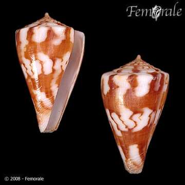 صورة Conus capitanellus Fulton 1938