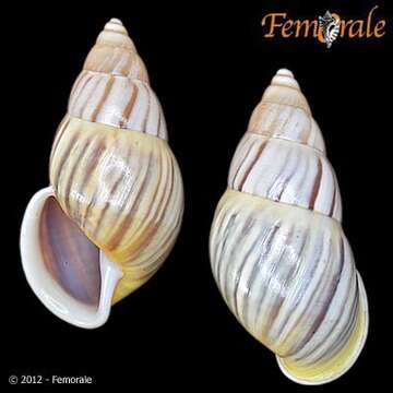 صورة <i>Amphidromus maculiferus</i> (Sowerby 1838)