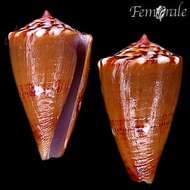 Imagem de Conus pseudocardinalis Coltro 2004