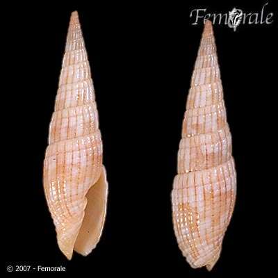 Image of Turbinelloidea Rafinesque 1815