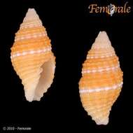 Image of Turbinelloidea Rafinesque 1815