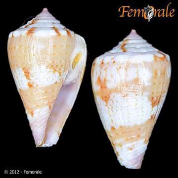 Image de Conus jucundus G. B. Sowerby Iii 1887