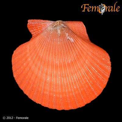 Image of African fan scallop