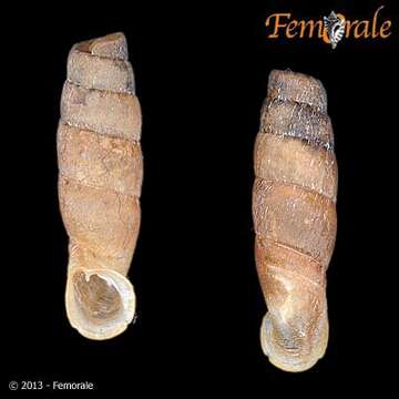 Imagem de Cylindronenia Ehrmann 1949