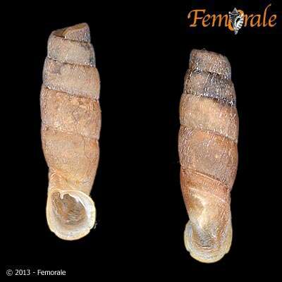 Imagem de Cylindronenia Ehrmann 1949