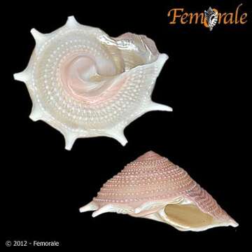 Image of Guildfordia Gray 1850