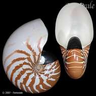 <i>Nautilus macromphalus</i> Sowerby 1849 resmi