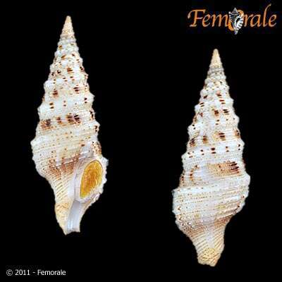 صورة Lophiotoma T. L. Casey 1904