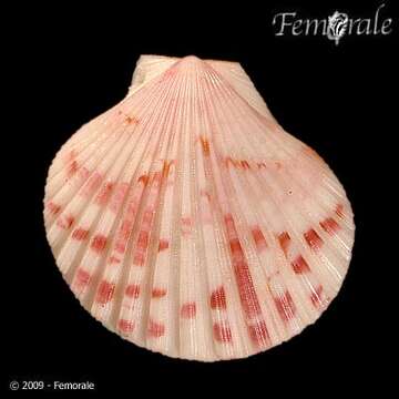 Image of Aequipecten commutatus (Monterosato 1875)