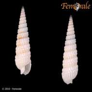 Image of Needle Whelks