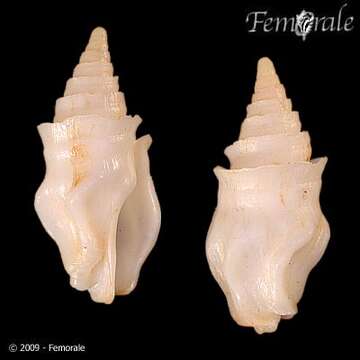 Image of Clavatulidae Gray 1853