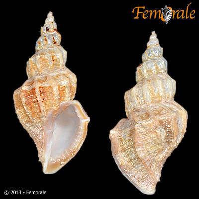 Image of Cancellarioidea