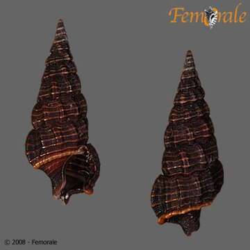 Image of Rhinoclavis sordidula (Gould 1849)