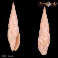 Image of Turbinelloidea Rafinesque 1815