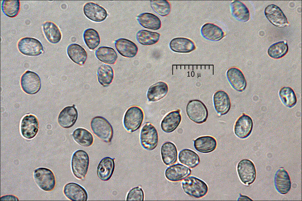 Leucogyrophana mollusca (Fr.) Pouzar 1958 resmi