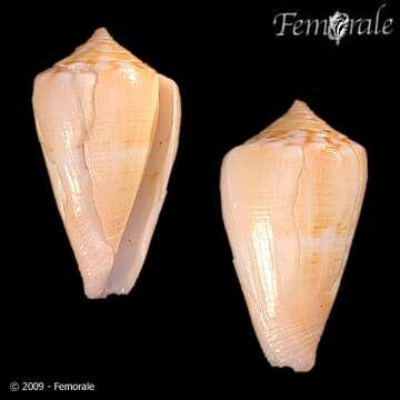 صورة Conus amphiurgus Dall 1889