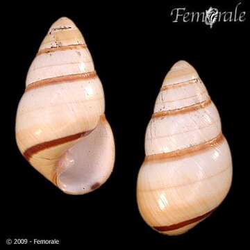 Image of Achatinella