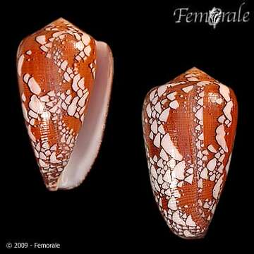 Sivun Conus pennaceus Born 1778 kuva
