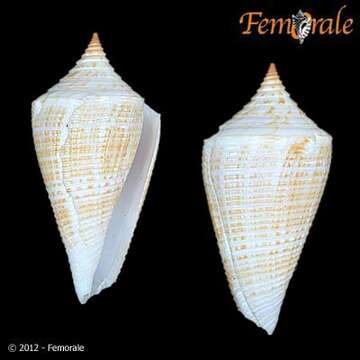 Image of cone snails