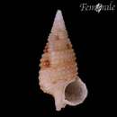 Слика од Ataxocerithium serotinum (A. Adams 1855)