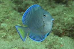 صورة Acanthurus coeruleus Bloch & Schneider 1801