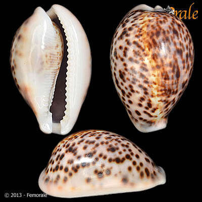 Image of cowrie