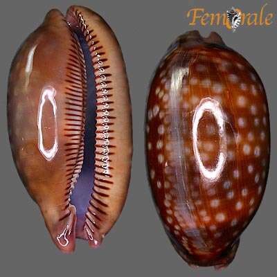 صورة <i>Cypraea zebra</i> L. 1758