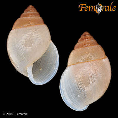 Image of Simpulopsidae