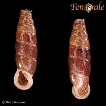 Imagem de <i>Isabellaria praecipua serviana</i> H. Nordsieck 1972