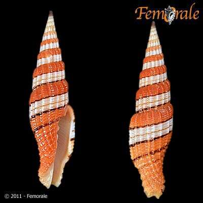 Image of Turbinelloidea Rafinesque 1815